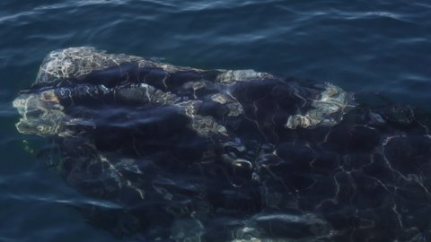 A Beautiful Baby Southern Right Whale Breathing On The Surface Of The Water - Slow Motion