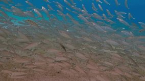 Underwater video from snorkeling with big fish vortex. School of silver fish (Bigeye scad) swimming in shallow tropical sea. Marine life in the ocean. Aquatic wildlife, silver mackerels.
