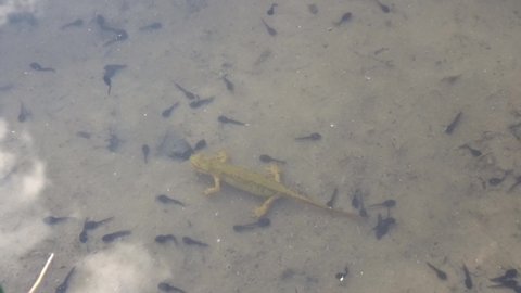 Female of Carpathian newt (Lissotriton montandoni) in a pond, surrounded by Common toad (Bufo bufo) larvae