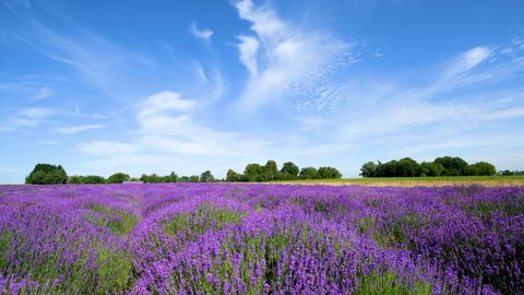 Beautiful summer day over lavender field