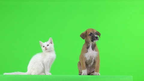 White kitten and brown puppy on a green screen.