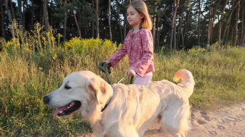 Little girl walking with dog outdoors, golden retriever breed
