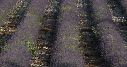Field of lavenders, Provence, France.