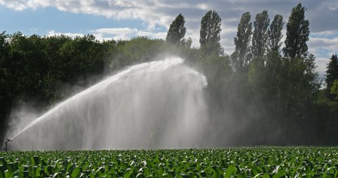 Sprinkler system Irrigating a field of maize, Loiret, France