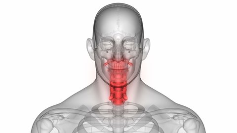 Spinal Cord Vertebral Column Cervical Vertebrae of Human Skeleton System Anatomy Animation Concept. 3D