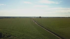 Drone video of corn in the field. Ripe corn fields. Harvesting corn. Fertile land.