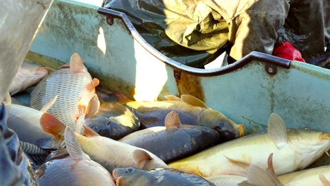Fish Farming / Carps in the Fishpond