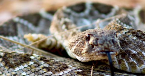 Western Diamondback Rattlesnake(Crotalus atrox) closeup shot of face. Arkivvideo