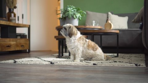 Male owner feeds Boomer dog sitting up obediently in living room, medium shot