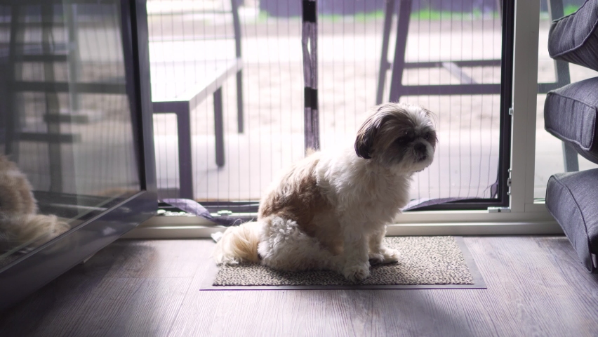 Boomer dog sitting waiting patiently at back door, medium shot