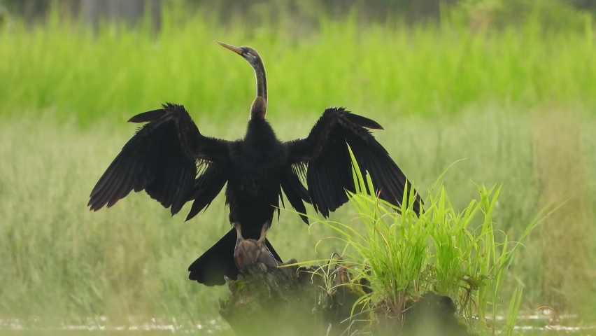 Anhinga in Pond UHD MP4 4k Video..
