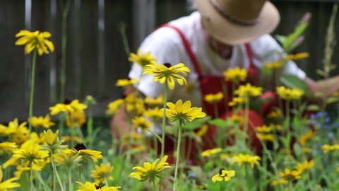 Beautiful Black-eyed Susan Flowering During Summer With A Woman Removing Weeds In The Garden At Centerville, Ohio, USA. - selective focus shot