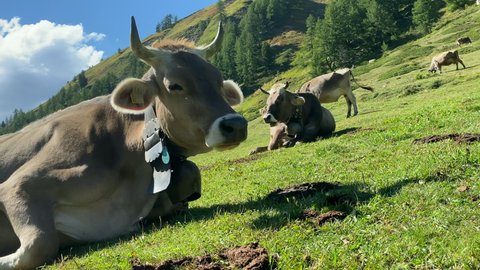 Swiss brown cattle graze on the alps in Switzerland. Cows and mountain panorama in nature 1