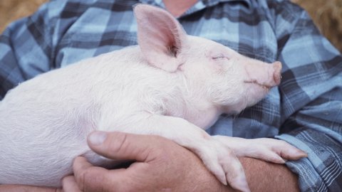 A kind farmer holds a sleeping pig in his arms. A man in a straw hat near the hay barn. Ranch, pig farm. Sleeping little pig.