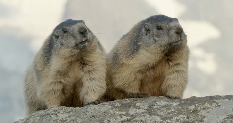 MS Alpine marmots (Marmota marmota) sitting close together / Carpathian Mountains, Europe