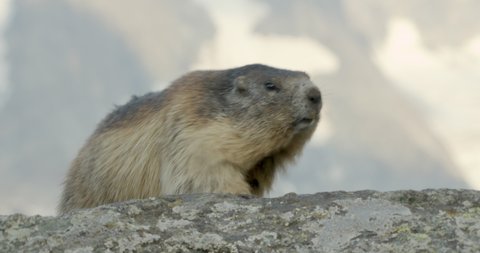 MS Alpine marmots (Marmota marmota) appearing from behind another / Carpathian Mountains, Europe