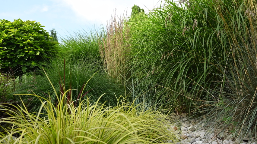 Close View Of Large Group Of High Growing Green And Golden Ornamental Grasses And Trees. Natural Looking Landscape On Private Residential Property.