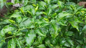  chili pepper commonly found in Kerala, Meghalaya in india few other Asian countries. Some also call it Mouse/Rat droppings. It is know as bird's eye chili because birds love to pick the ripe chili,