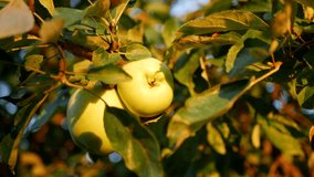 Close-up apples of an apple tree at sunrise. Video real time 4K