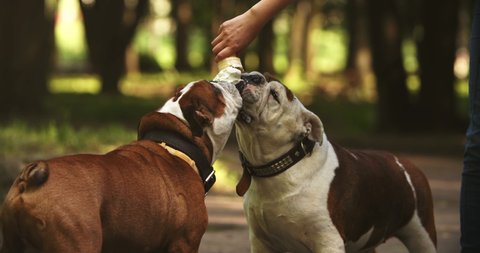 Two cute and funny english bulldogs eating cold ice cream in hot summer day. Happy lovely dogs biting delicious desert from hands of their owner. Pet, domestic animal, canine, doggy concept.