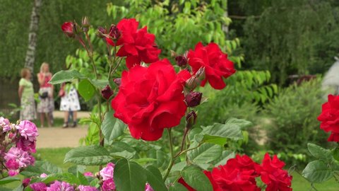 A wonderful red rose flower with buds in a close-up view at the plant's nursery market. English Tea roses bush seedling for sale. Buyers stream visible on the blur back. Garden stores industry scene.