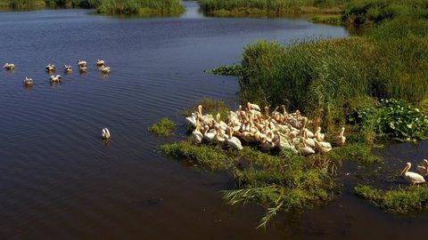 pelicans in natural habitat, Danube Delta, Romania