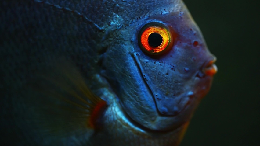 Blue fish discus swiming in aquarium. Close up of fish breathing. Aquaria concept | Shutterstock HD Video #1059159158