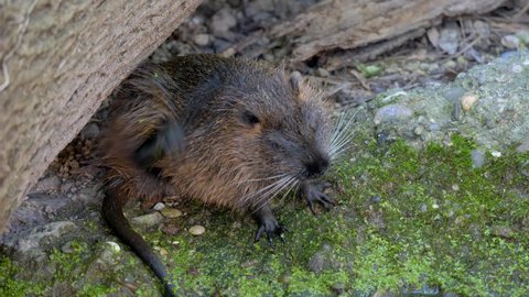 Cute Big Nutria Scratching Fur In Zoo during daylight. Close up animal photography.