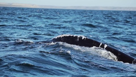 A Beautiful Southern Right Whale Lifting And Showing It's Tail On The Surface Of The Waters Of Puerto Pirámides, Patagonia - Slow Motion
