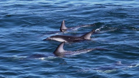 Dusky Dolphins Swimming In The Blue Waters Of Golfo Nuevo, Argentina In Slow Motion - Closeup Shot