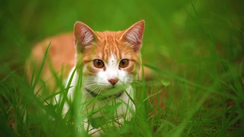 White cat with brown spots and a collar lying among the grasses of the overgrown grass, while looking at a specific point and suddenly jumps out of the scene.
