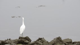 HD video zooming in on a snowy egret,  also known as the common egret, large egret, or great white egret or great white heron, standing on a rocky shore on an overcast day, looking at the water