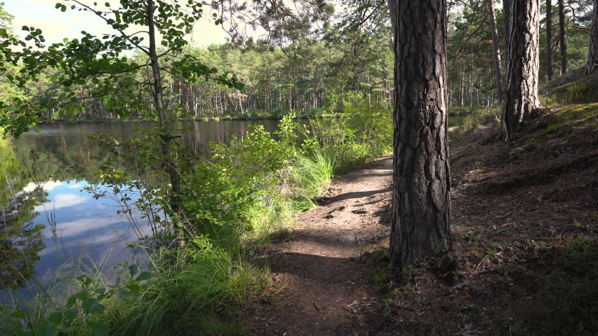 Forest lake in a pine forest