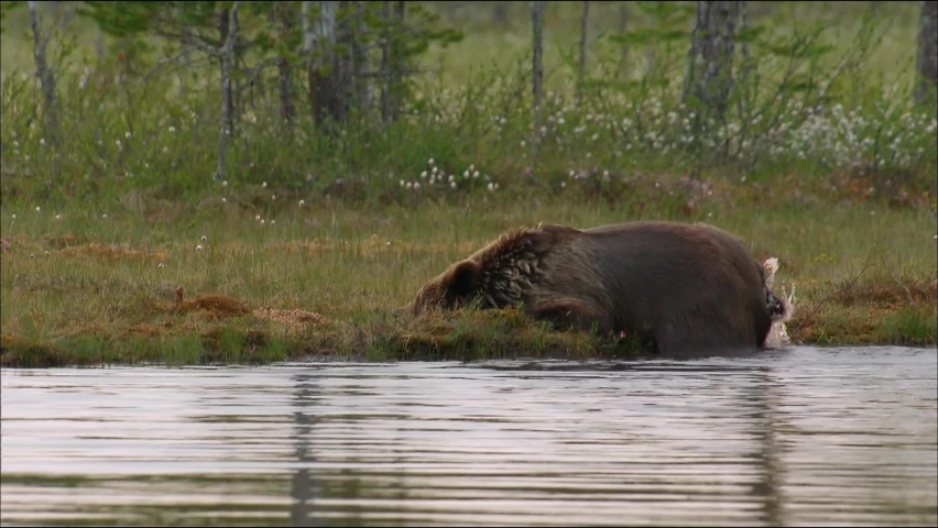 Brown bear, or ordinary bear (Lat. Ursus arctos) is a predatory mammal of the bear family; one of the largest land predators.
