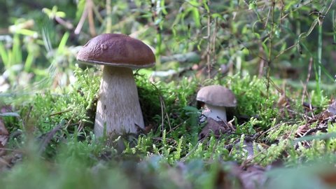 There are two porcini mushrooms growing in the forest. The hand picks one of the mushrooms, twisting it and shows it to the camera. Mushroomer covers the hole in the moss to protect the mycelium.