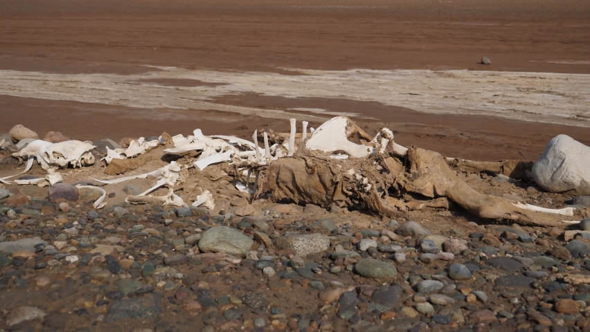 Skeleton of an animal lying in the Danakil desert. Steady shot.