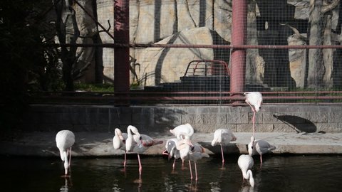 Pink flamingos in the zoo, keeping animals in captivity concept