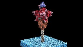 SARS-CoV-2 Open Spike with Ab fragment - rotation zoom-out - 3d model animation on a black background - Powered by Shutterstock - Get 15% off with code: PIKWIZARD15