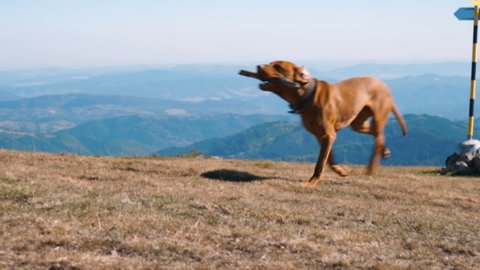 Young happy Hungarian Vizsla Dog running with stick in mouth. Slow motion 