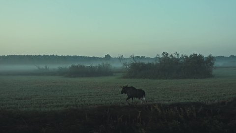 Adult moose / elk / alces walking in the meadow in the morning mist. Tracking shot of a walking moose. Camera moving left. Drone shot.