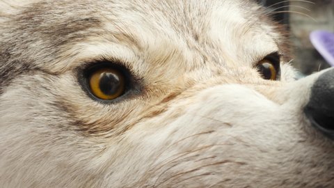 Aggressive Taxidermy Stuffed Wolf's Muzzle. Killed Wild Animal