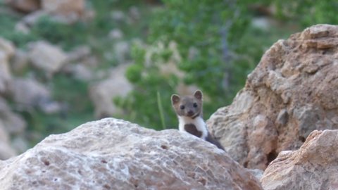 Beech marten on rocks looking at the camera
Close shot view, summer,2020,mount hermon,israel
