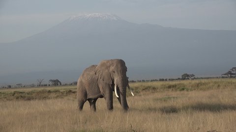Africa. Kenya. Elephant eats grass in savannah