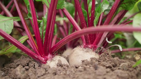 Farm vegetables. Harvesting red beets. A farmer's hand pulls large roots out of the soil. Beetroot at the vegetable local farm.