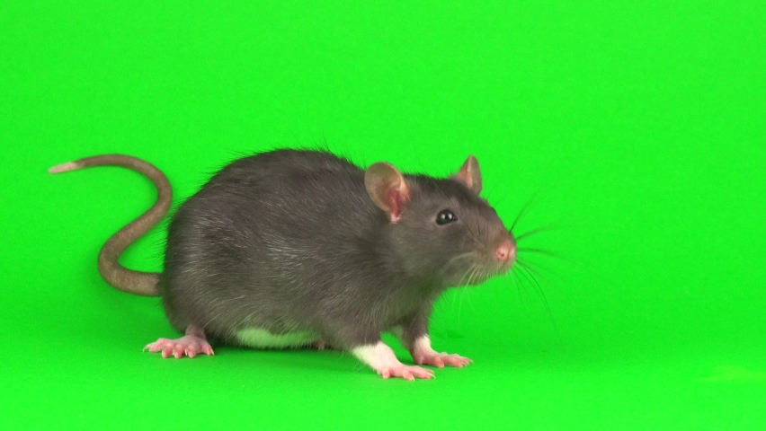Gray rat on green screen background Royalty-Free Stock Footage #1059191174