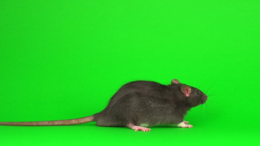 Gray rat on green screen background Royalty-Free Stock Footage #1059191195