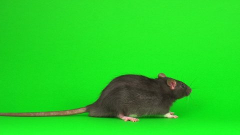 Gray rat on green screen background