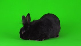 Black rabbit hare on a green background 4K video screen.