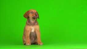 puppy dog small fluffy playing on a green background screen 4K video