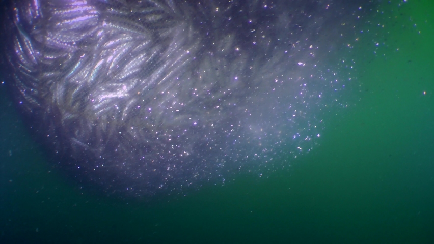 Fish in a fishing net: as the net bag rises, the fish inside is so compacted that the surroundings are filled with a dense cloud of fish scales, which is slowly carried away by the current. Royalty-Free Stock Footage #1059192101